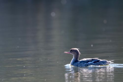 Free A serene image of a duck swimming in a tranquil lake, captured in stunning detail. Stock Photo