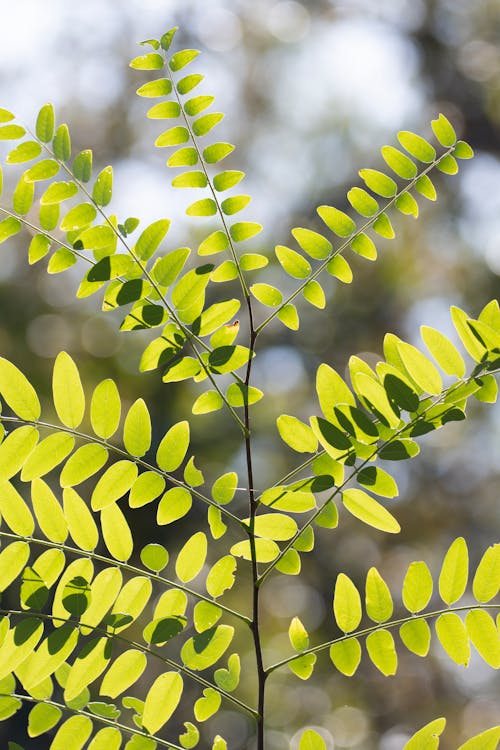 Foto d'estoc gratuïta de bokeh, branquillons, creixement