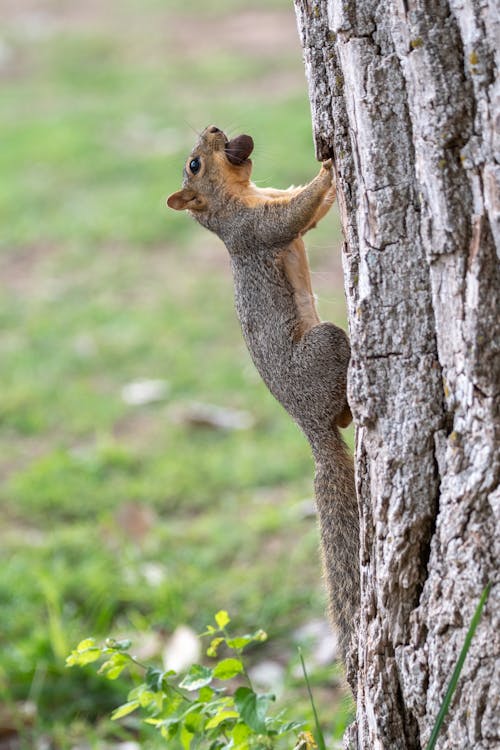 Squirrel with a Nut in its Mouth Climbing the Tree Trunk