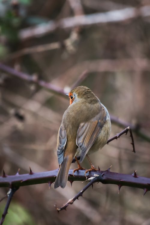 A European Robin Perching on a Branch