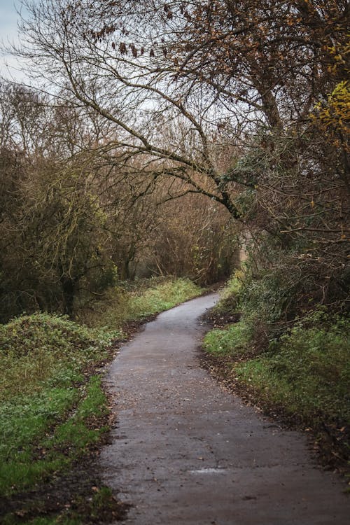 Footpath in an Autumn Park