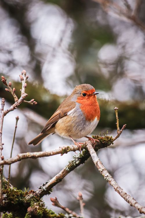 Free Close-up of a European Robin perched on a mossy branch, showcasing its vibrant colors. Stock Photo