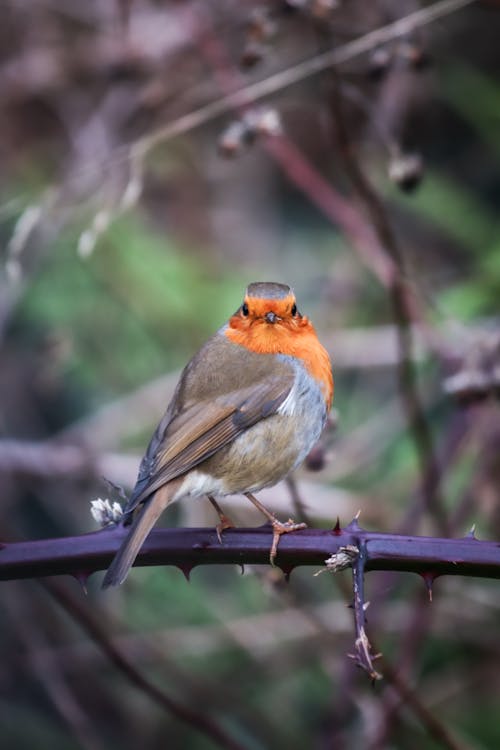 Close-up of a European Robin Sitting on a Branch 