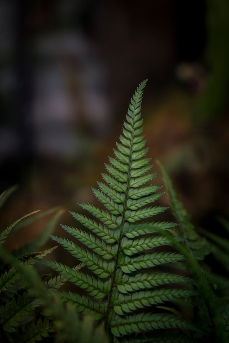 Fern Leaf In A Forest 