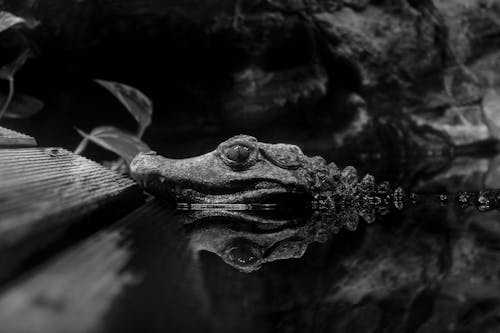 Close-up of a Dwarf Crocodile in Water 