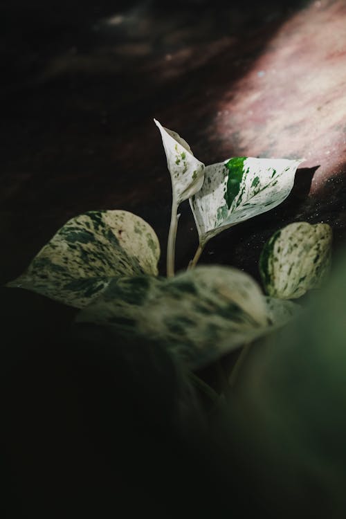 Immagine gratuita di focus selettivo, foglie, foresta