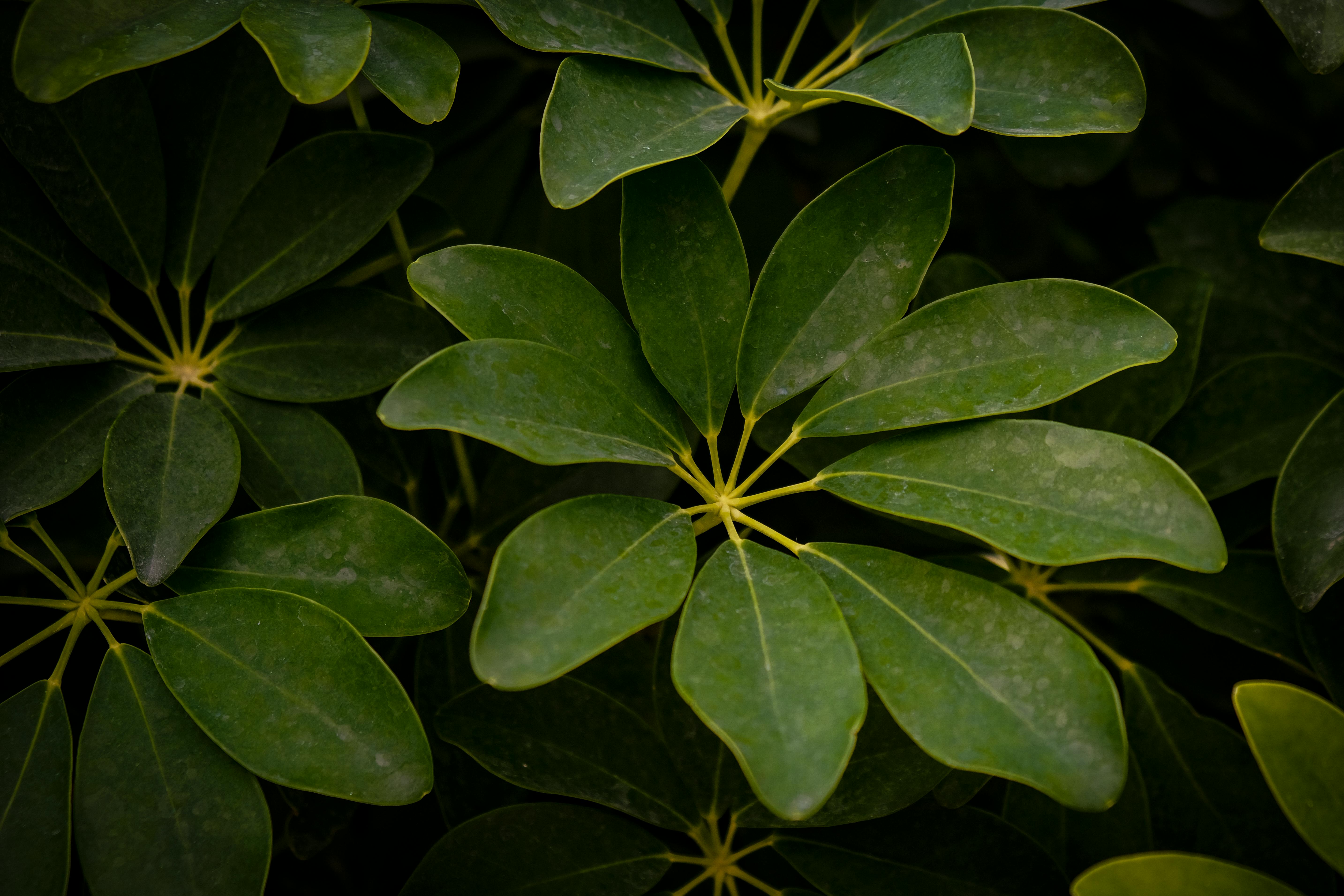 Schefflera Plant
