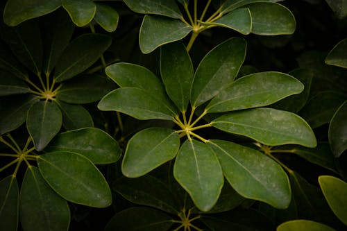 그림자, 나뭇잎, 녹색의 무료 스톡 사진