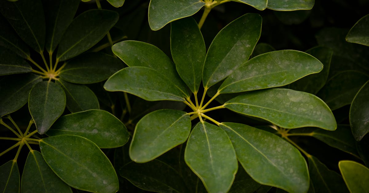 Schefflera Plant