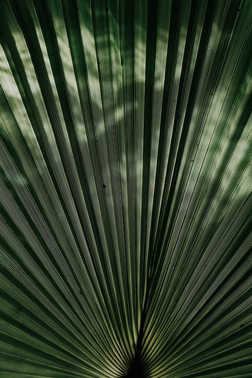 叢林, 垂直拍攝, 森林 的 免費圖庫相片