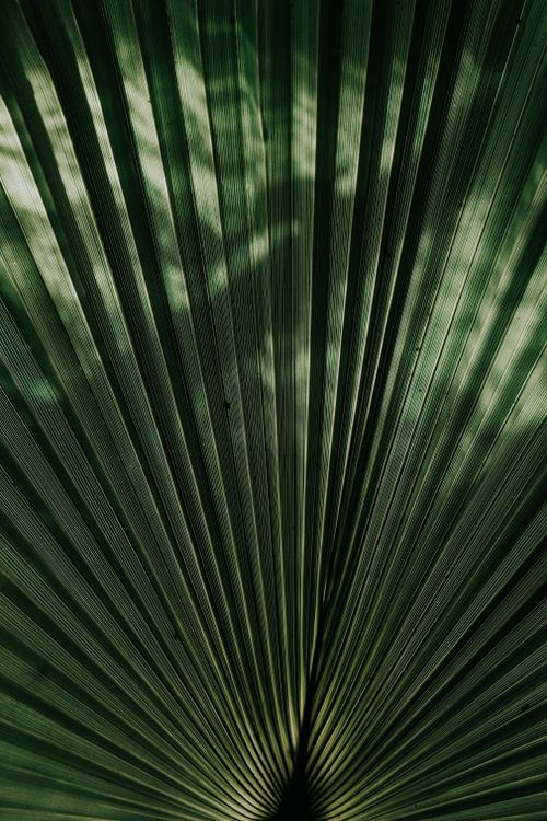 Free Detailed close-up of tropical leaf with vibrant green patterns, showcasing nature's intricate design. Stock Photo