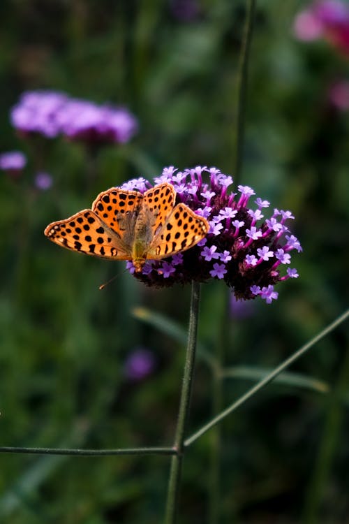 Gratis stockfoto met bloem, detailopname, insect
