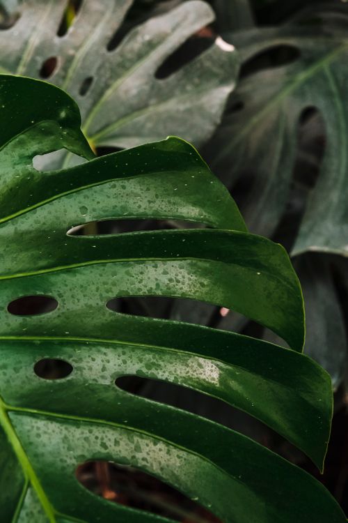 Free A vibrant monstera leaf spotted with raindrops, showcasing nature's beauty. Stock Photo
