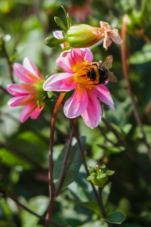 Bee on a Pink Flowers 
