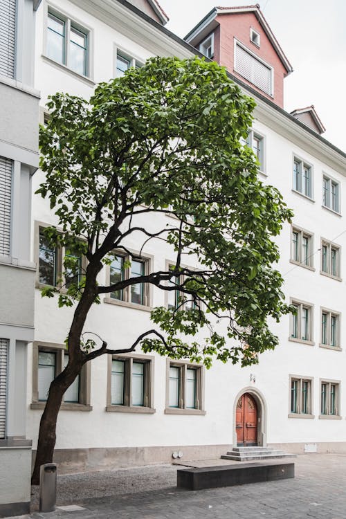 Tree in Front of a Tenement in a City 