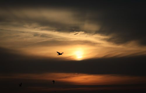 Free A serene sunset in Pullinkunnu, India, with a bird silhouetted against golden clouds. Stock Photo