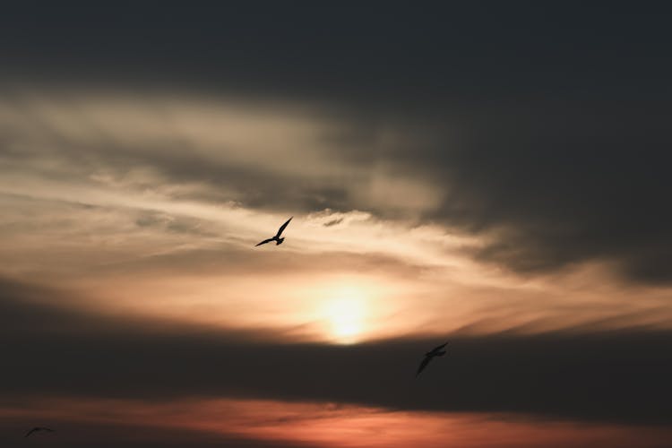 Birds Flying On Sky At Sunset