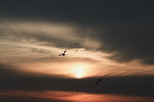 Free A captivating sunset in Pullinkunnu, India, with birds gracefully flying across the sky. Stock Photo