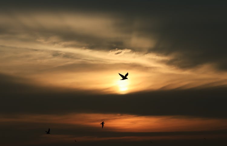 Birds On Sky At Sunset