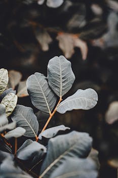 Close-up of dark, textured leaves in a natural setting, creating a moody and earthy atmosphere.