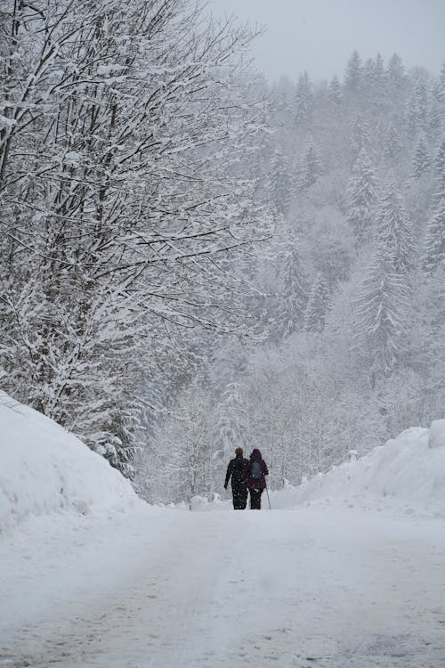 Back View of People Walking on a Snowy Road between Trees