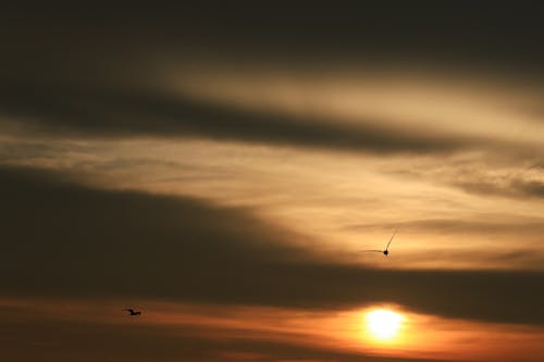 天性, 天空, 日落 的 免费素材图片