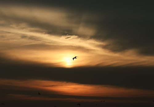 Free Silhouetted birds flying during a serene sunset in Pullinkunnu, India. Captivating sky and clouds. Stock Photo