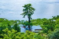 A lone tree standing by the riverbanks in Brazzaville, Congo.