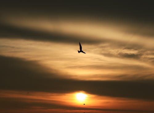Bird Flying on Sky at Sunset