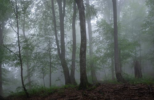 Free stock photo of environment, fog, foggy