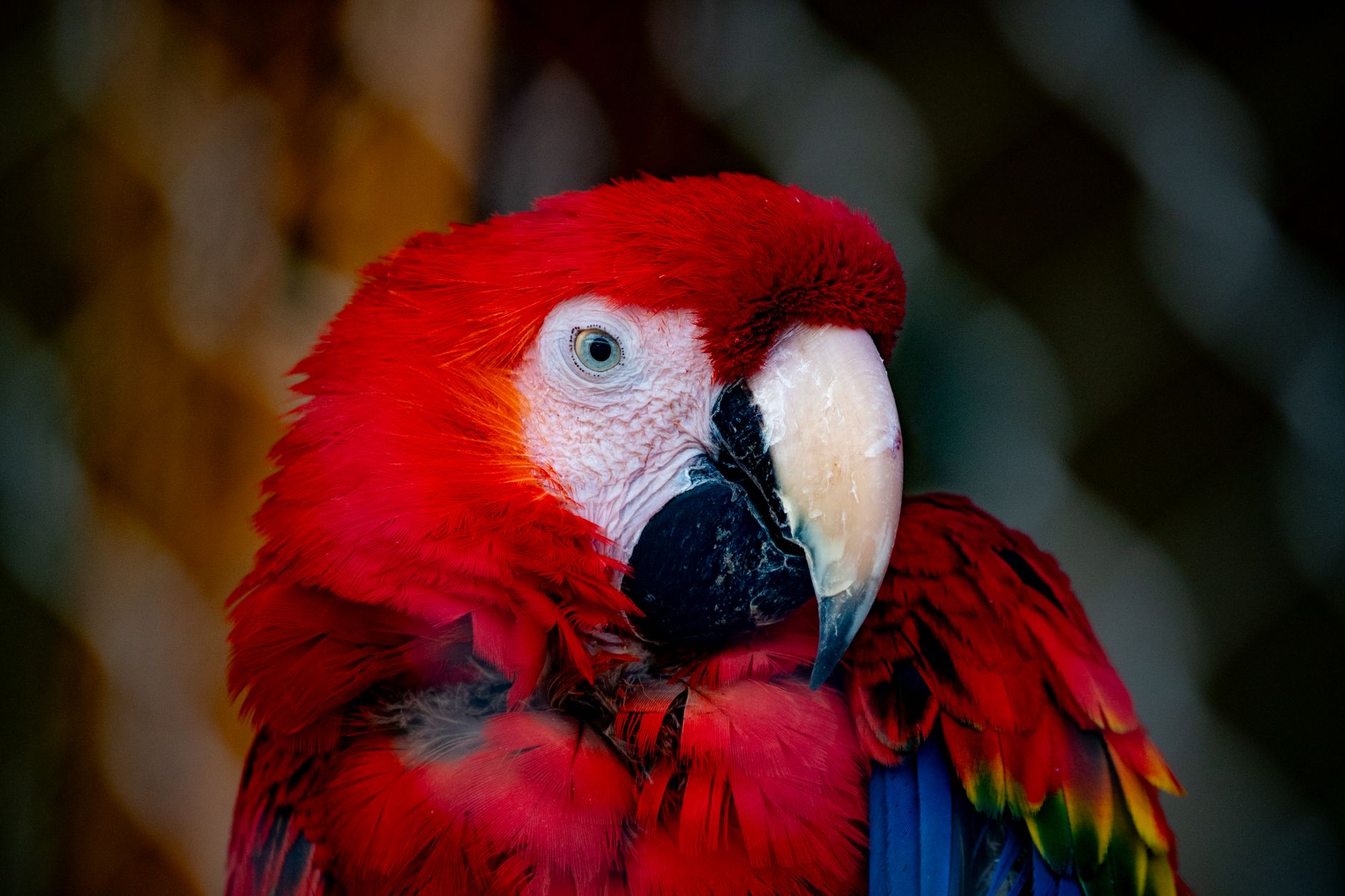 Close-up of a vibrant scarlet macaw with colorful red and blue feathers.