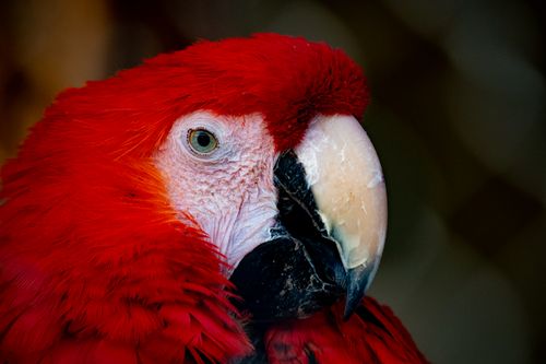 Free Detailed close-up of a vibrant scarlet macaw showcasing its colorful feathers and sharp beak. Stock Photo