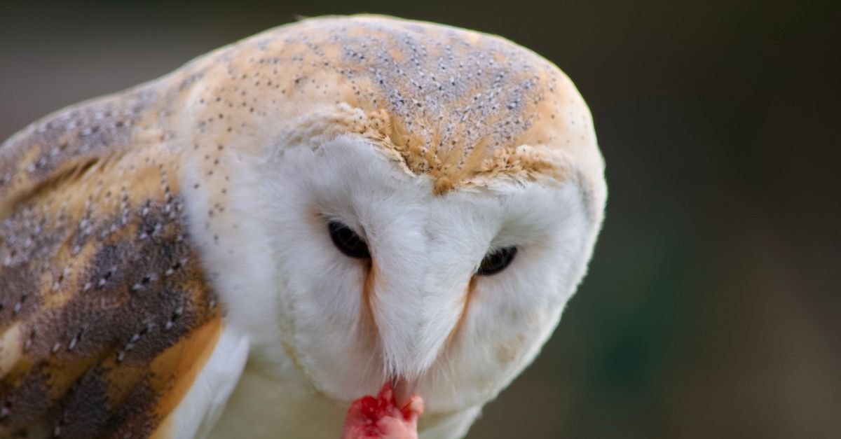 A barn owl's distinctive heart-shaped face tilts downward in close-up, displaying its white facial disc and dark eyes against a blurred background.