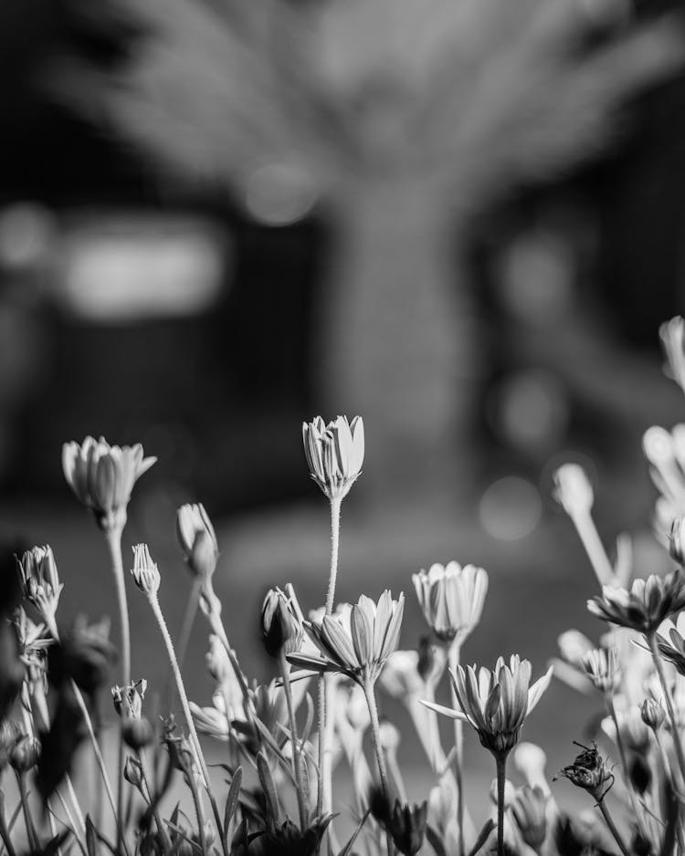 Black And White Close-up Photo Of Flowers In A Park 