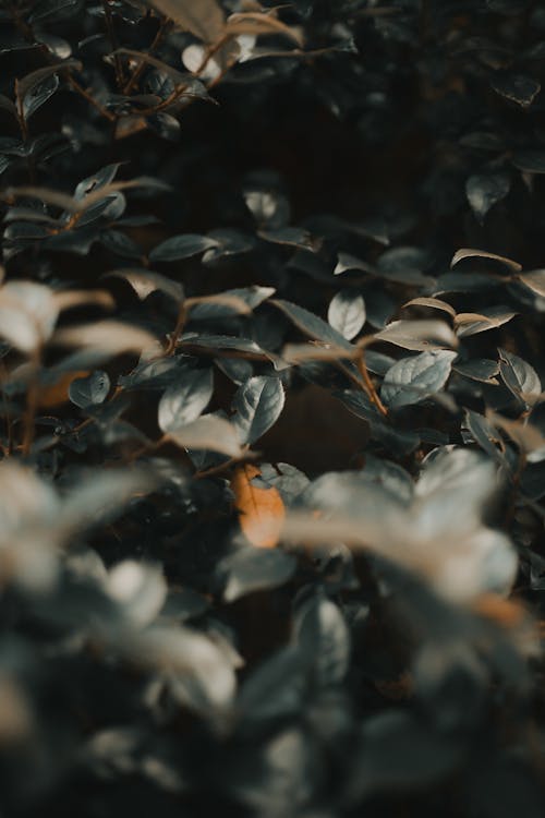 Close-up of Foliage