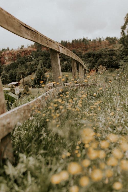 Fotobanka s bezplatnými fotkami na tému dedinský, divé kvety, hracie pole