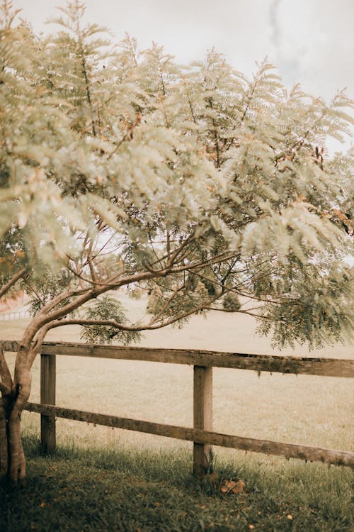 Blossoming Tree beside Wooden Rural Fence