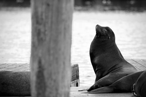 Sea Seal by Water