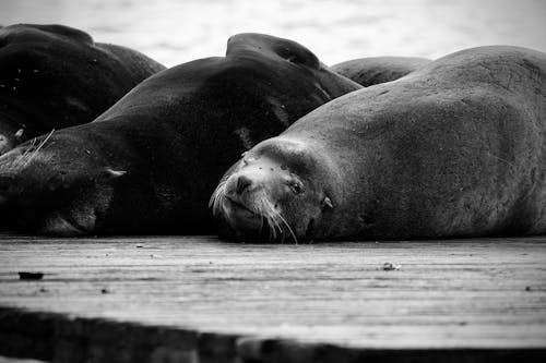 Sea Lions Lying on the Seashore