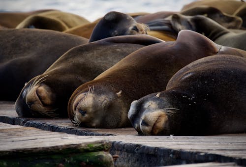 Sea Seals Lying on Shore