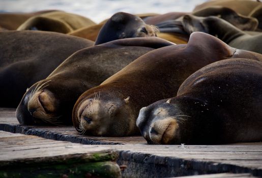 A group of sea lions peacefully resting on a wooden pier by the sea.