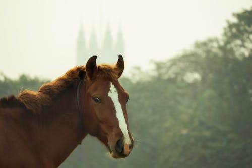 Δωρεάν στοκ φωτογραφιών με pexels, άλογο, καλκούτα