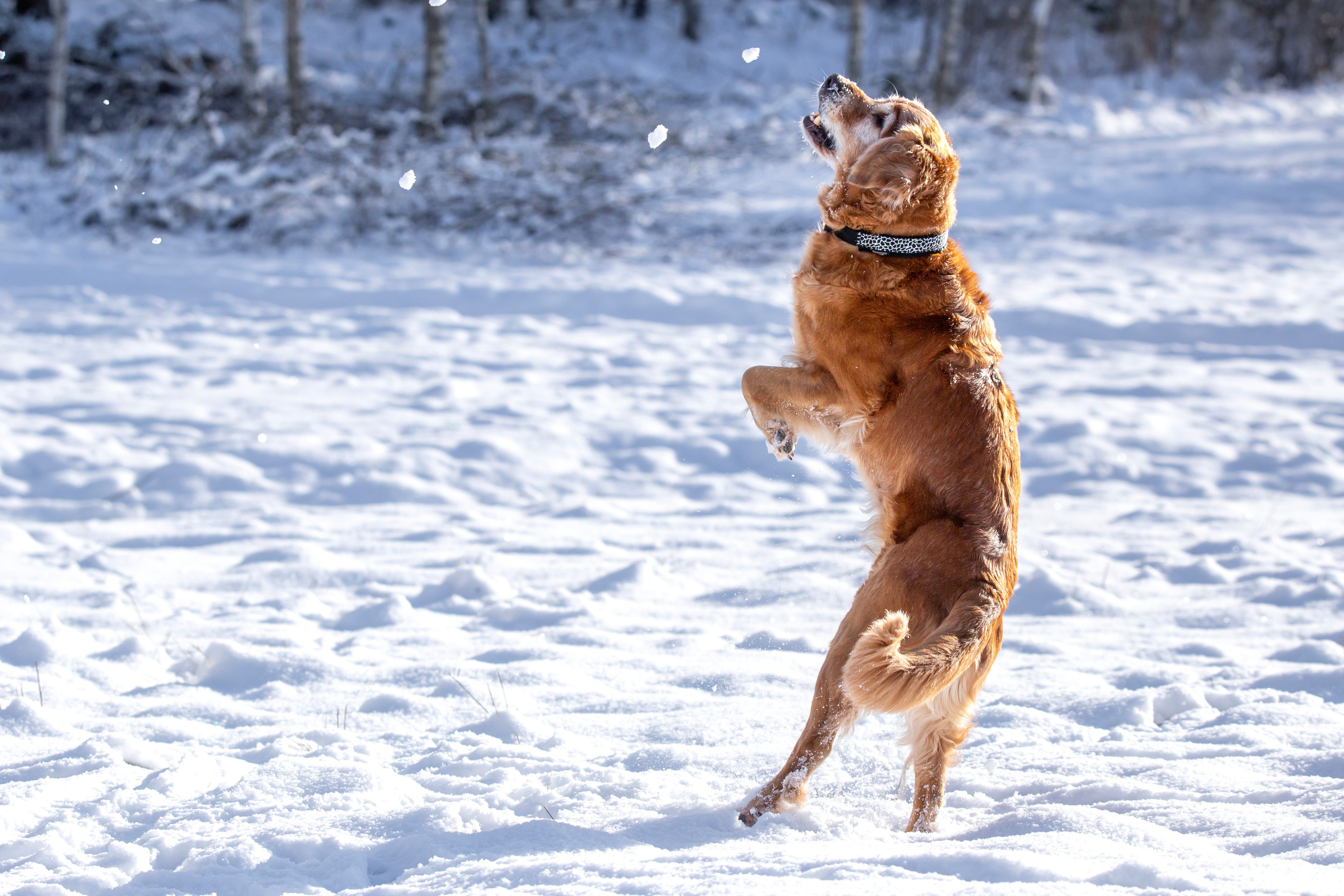 Joyful Golden Retriever jumping in snowy landscape, capturing winter fun.