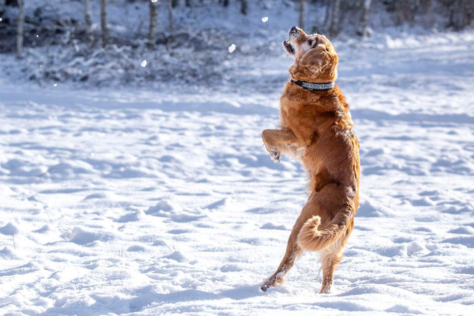 Joyful Golden Retriever jumping in snowy landscape, capturing winter fun.