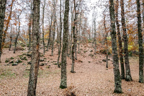 Ilmainen kuvapankkikuva tunnisteilla luonto, metsä, putoaminen