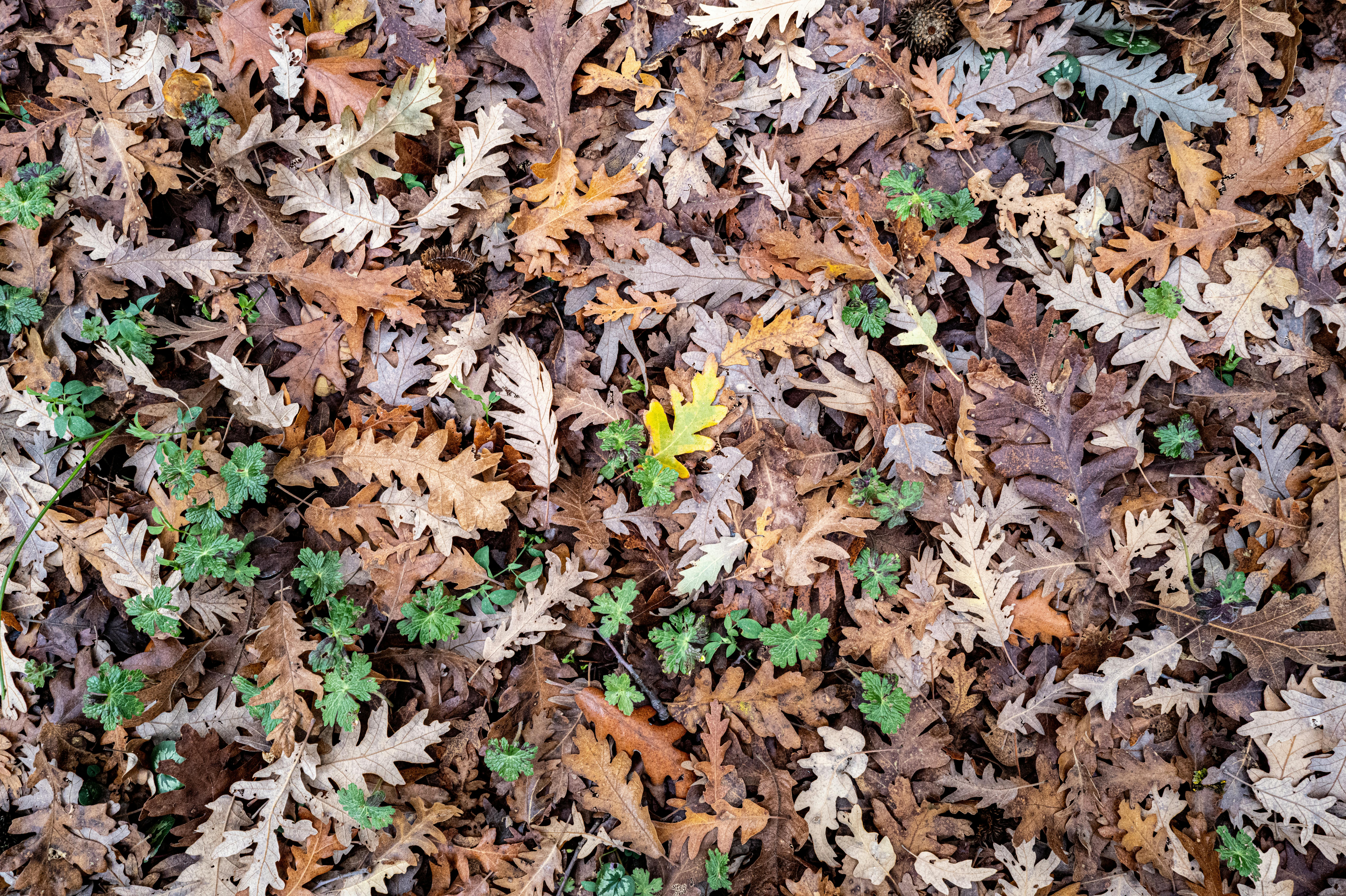 Shifts in Planting Zones ⁣and Growing‍ Seasons