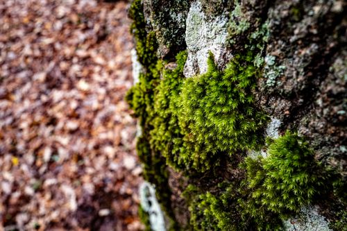 Free Vibrant green moss growing on tree bark in the forest during fall, showcasing nature's details. Stock Photo
