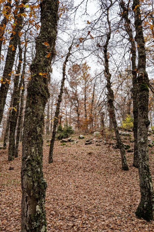 Free Serene autumn forest with bare trees and a carpet of fallen leaves. Stock Photo