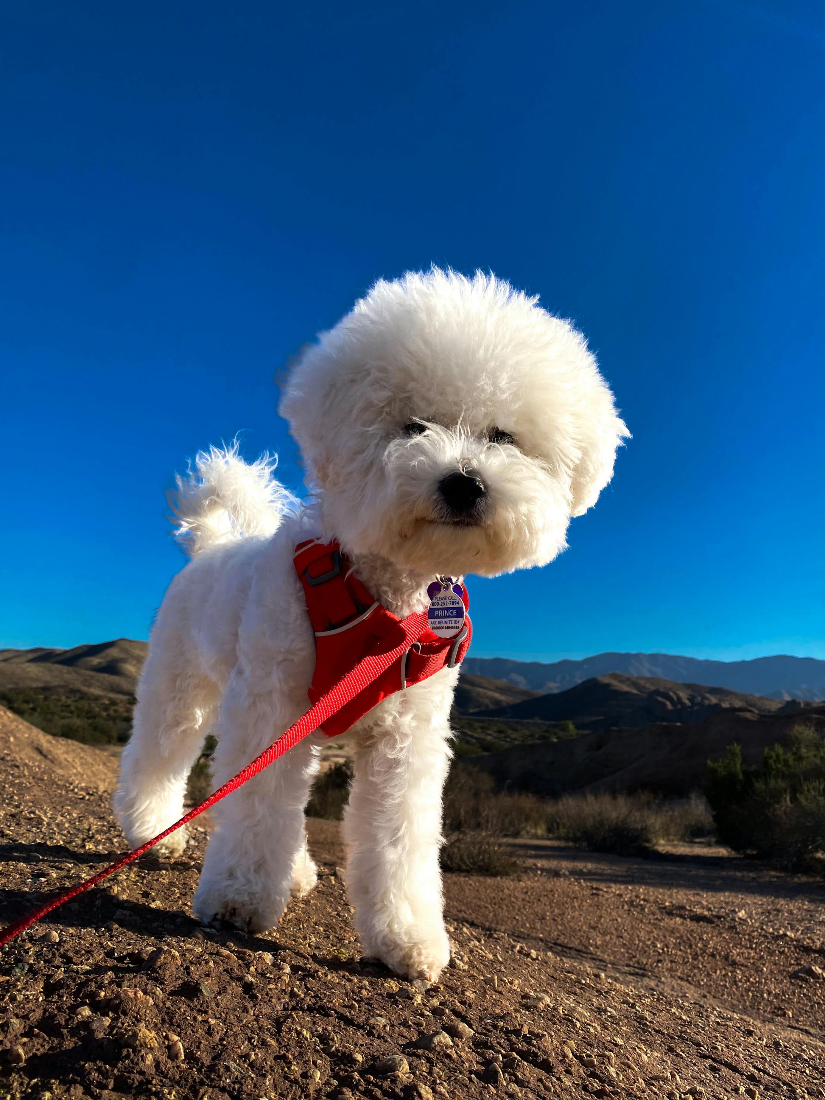 Fluffy white Bichon Frise puppy enjoying a sunny day outdoors in a red harness.