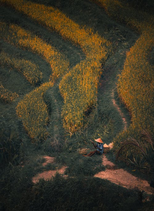 Man on a Plantation Field in Asia 